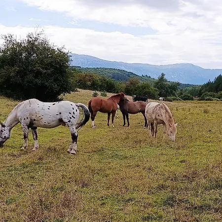 Anamari Livno